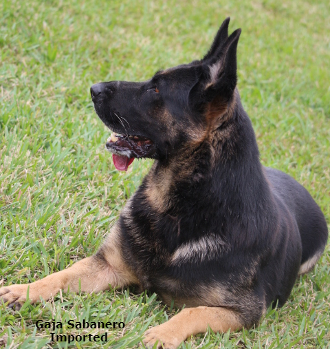 About Us Harter Hund German Shepherd